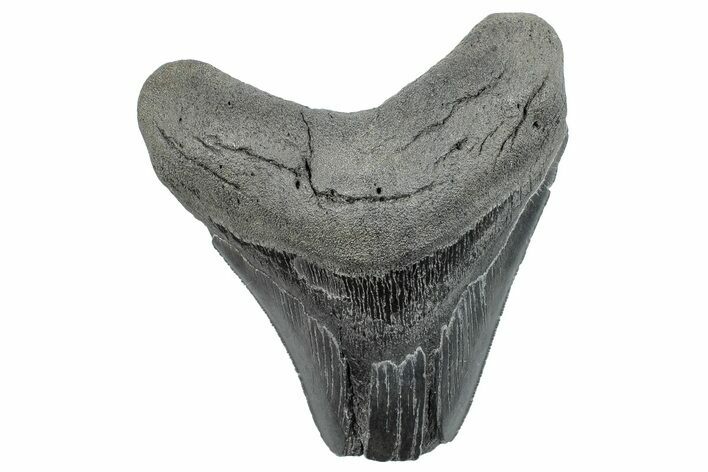 Partial Fossil Megalodon Tooth - Serrated Blade #289312